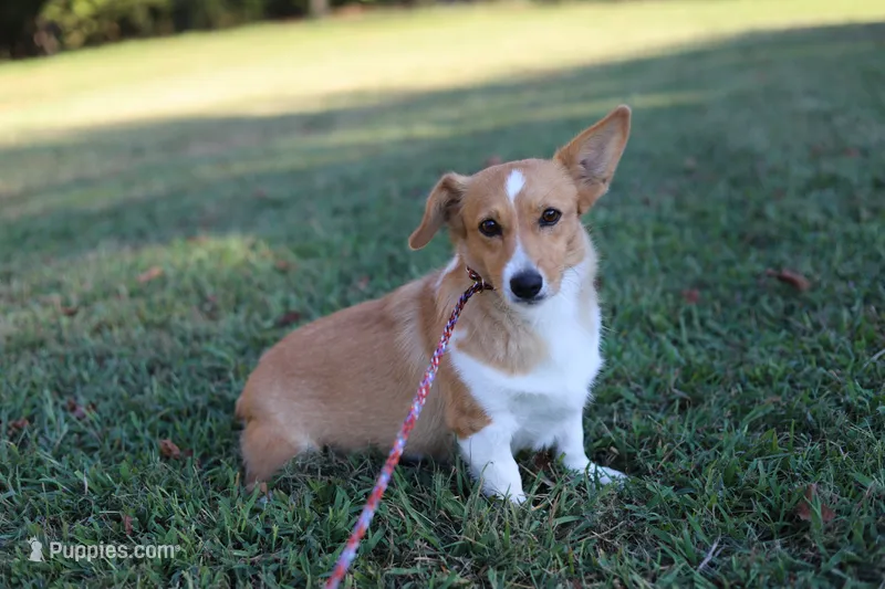 Natalie  – Pembroke Welsh Corgi puppy for sale in Wesley, AR