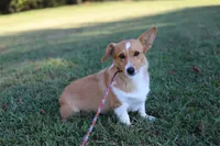 Natalie , a female Pembroke Welsh Corgi for sale in Wesley, AR – 1 of 3