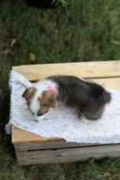 DM clear / AKC Calla, a female Pembroke Welsh Corgi for sale in Wesley, AR – 3 of 3