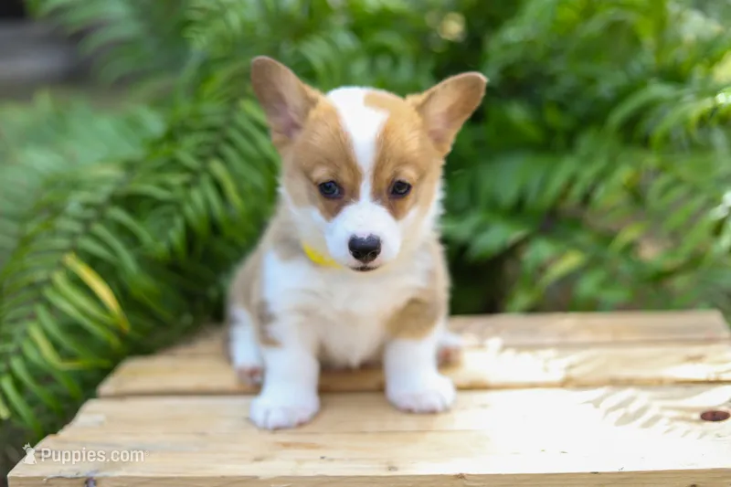 AKC Cara – Pembroke Welsh Corgi puppy for sale in Wesley, AR