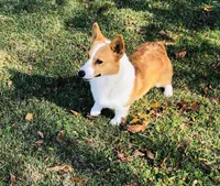 DM clear / AKC Candy, a female Pembroke Welsh Corgi for sale in Wesley, AR – 3 of 4