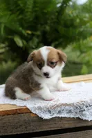 AKC- Cara, a female Pembroke Welsh Corgi for sale in Wesley, AR – 1 of 4