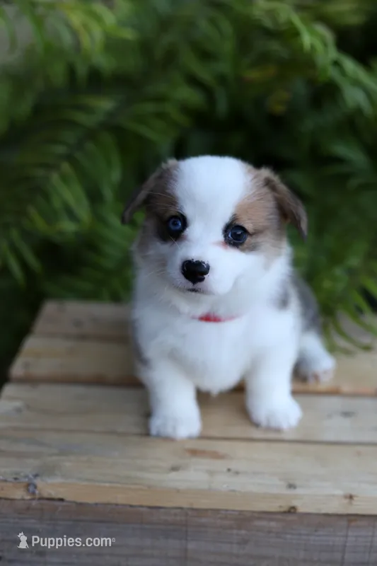 AKC Chloe – Pembroke Welsh Corgi puppy for sale in Wesley, AR