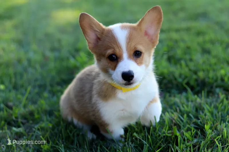 AKC Cara – Pembroke Welsh Corgi puppy for sale in Wesley, AR