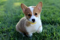 AKC Cara, a female Pembroke Welsh Corgi for sale in Wesley, AR – 1 of 5