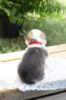 AKC- Chloe, a female Pembroke Welsh Corgi for sale in Wesley, AR – 3 of 3