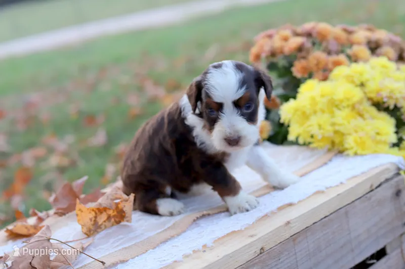 Ruby, a female Miniature Aussiedoodle for sale in Wesley, AR – 1 of 5