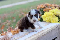 Ruby, a female Miniature Aussiedoodle for sale in Wesley, AR – 1 of 5
