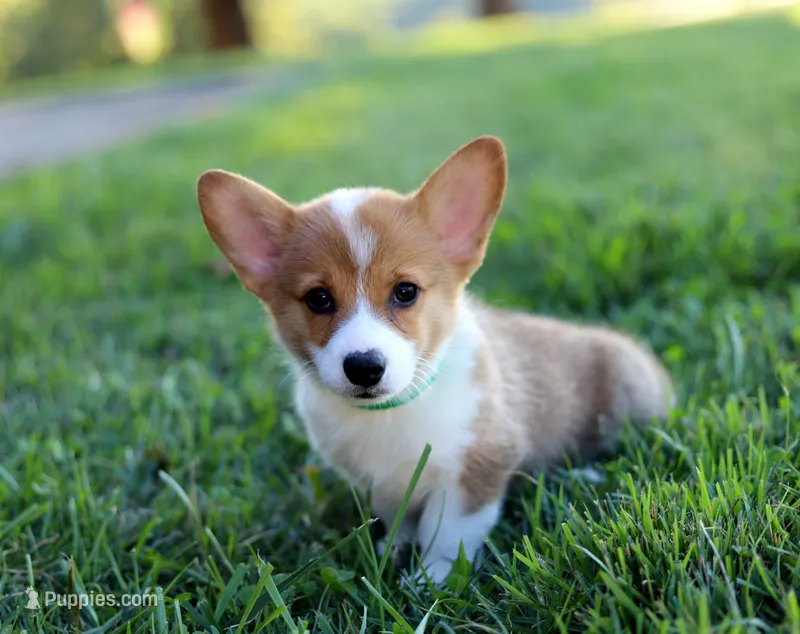 DM clear / AKC Candy – Pembroke Welsh Corgi puppy for sale in Wesley, AR