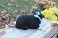 Rex, a male Miniature Aussiedoodle for sale in Wesley, AR – 2 of 5