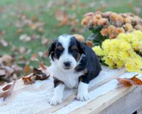 Rex, a male Miniature Aussiedoodle for sale in Wesley, AR – 1 of 5