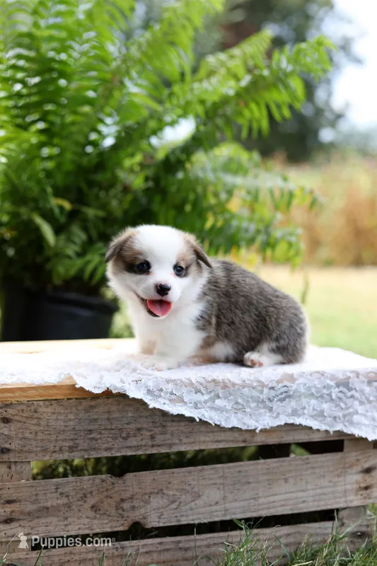 AKC- Chloe – Pembroke Welsh Corgi puppy for sale in Wesley, AR
