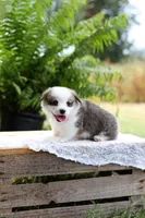 AKC- Chloe, a female Pembroke Welsh Corgi for sale in Wesley, AR – 2 of 3