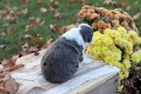 Roxy, a female Miniature Aussiedoodle for sale in Wesley, AR – 3 of 3
