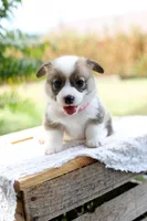 DM clear / AKC Calla, a female Pembroke Welsh Corgi for sale in Wesley, AR – 2 of 3