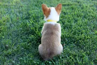 AKC Cara, a female Pembroke Welsh Corgi for sale in Wesley, AR – 2 of 5