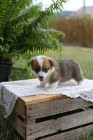 AKC- Cara, a female Pembroke Welsh Corgi for sale in Wesley, AR – 2 of 4