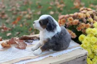 Roxy, a female Miniature Aussiedoodle for sale in Wesley, AR – 2 of 3