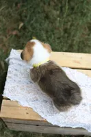 AKC- Cara, a female Pembroke Welsh Corgi for sale in Wesley, AR – 3 of 4