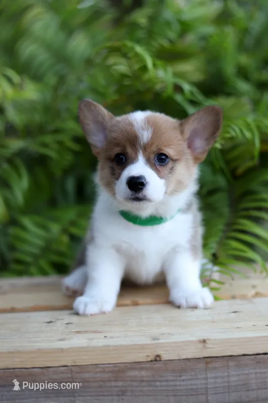 DM clear / AKC Candy – Pembroke Welsh Corgi puppy for sale in Wesley, AR