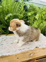 Natalie, a female Pembroke Welsh Corgi for sale in Wesley, AR – Photo 3 of 5