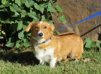 Natalie, a female Pembroke Welsh Corgi for sale in Wesley, AR – Photo 5 of 6