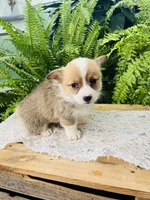 Natalie, a female Pembroke Welsh Corgi for sale in Wesley, AR – Photo 2 of 5