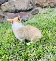 Natalie, a female Pembroke Welsh Corgi for sale in Wesley, AR – Photo 2 of 6