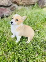 Natalie, a female Pembroke Welsh Corgi for sale in Wesley, AR – Photo 3 of 6