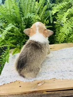 Natalie, a female Pembroke Welsh Corgi for sale in Wesley, AR – Photo 4 of 5