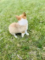 Natalie, a female Pembroke Welsh Corgi for sale in Wesley, AR – Photo 4 of 6