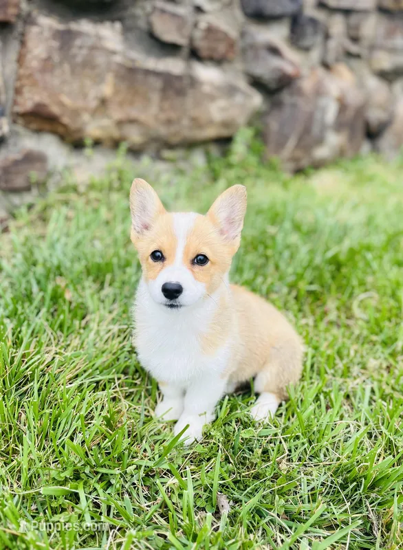 Natalie – Pembroke Welsh Corgi puppy for sale in Wesley, AR
