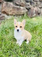 Natalie, a female Pembroke Welsh Corgi for sale in Wesley, AR – Photo 1 of 6