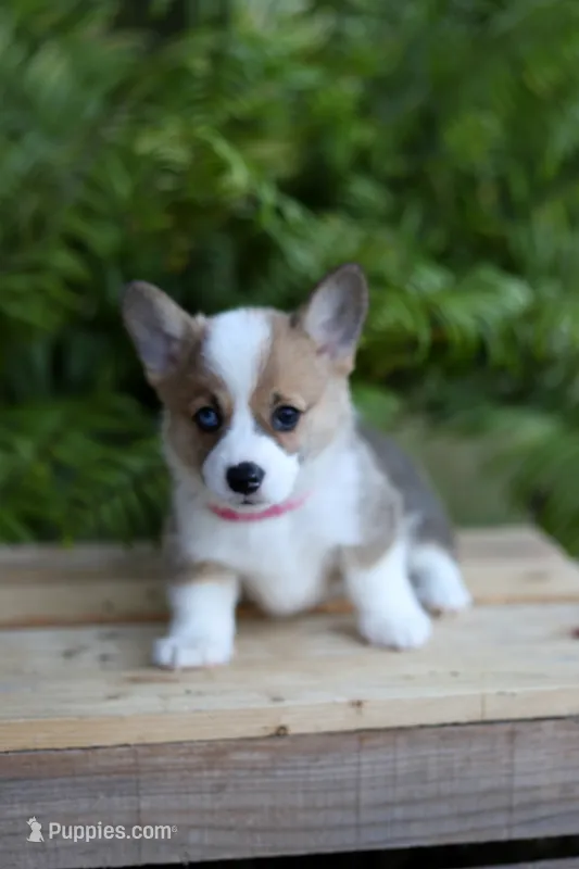 DM clear / AKC Calla – Pembroke Welsh Corgi puppy for sale in Wesley, AR