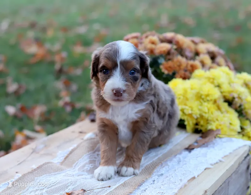 Rosie – Miniature Aussiedoodle puppy on hold in Wesley, AR