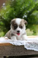 DM clear / AKC Calla, a female Pembroke Welsh Corgi for sale in Wesley, AR – 1 of 3