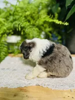 processed/239793ab-78e3-4a7f-8a81-61dac92ffdca/listing/e70e194e-8365-4060-99d2-a75a03c11a2d/a4d0438a-1ec1-4c94-a173-e8f027e92ed1