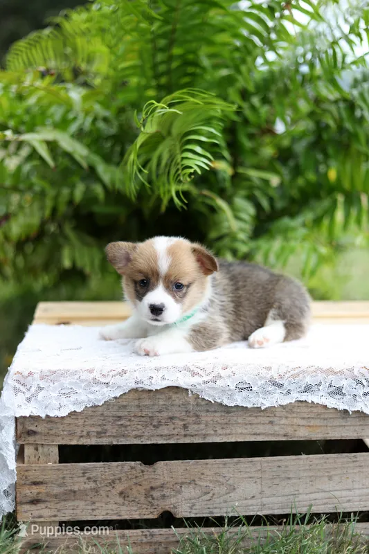 DM clear / AKC Candy – Pembroke Welsh Corgi puppy for sale in Wesley, AR