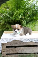 DM clear / AKC Candy, a female Pembroke Welsh Corgi for sale in Wesley, AR – 1 of 3