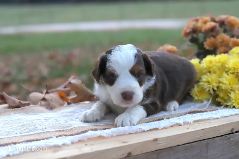 Ronni, a male Miniature Aussiedoodle for sale in Wesley, AR – 1 of 5