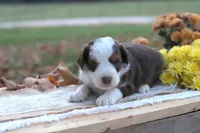 Ronni, a male Miniature Aussiedoodle for sale in Wesley, AR – 1 of 5