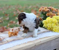 Ruby, a female Miniature Aussiedoodle for sale in Wesley, AR – 3 of 5