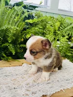 Nevin, a male Pembroke Welsh Corgi for sale in Wesley, AR – Photo 3 of 6