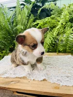 Nevin, a male Pembroke Welsh Corgi for sale in Wesley, AR – Photo 2 of 6