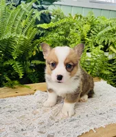 Nevin, a male Pembroke Welsh Corgi for sale in Wesley, AR – Photo 1 of 6