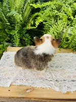 Nevin, a male Pembroke Welsh Corgi for sale in Wesley, AR – Photo 4 of 6