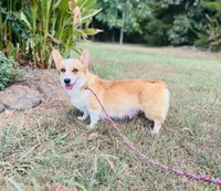 DM clear / AKC Candy, a female Pembroke Welsh Corgi for sale in Wesley, AR – 4 of 4