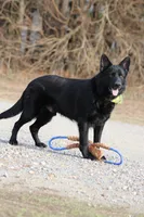 Draco, a male German Shepherd Dog for sale in Cape Girardeau, MO – 2 of 2
