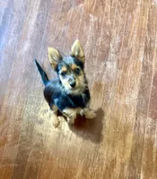 Buzz, a male Pomeranian and Yorkshire Terrier for sale in St. Louis, MO – Photo 2 of 2