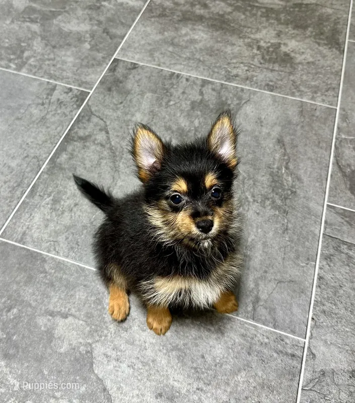 Buzz, a male Pomeranian and Yorkshire Terrier for sale in St. Louis, MO – Photo 1 of 2